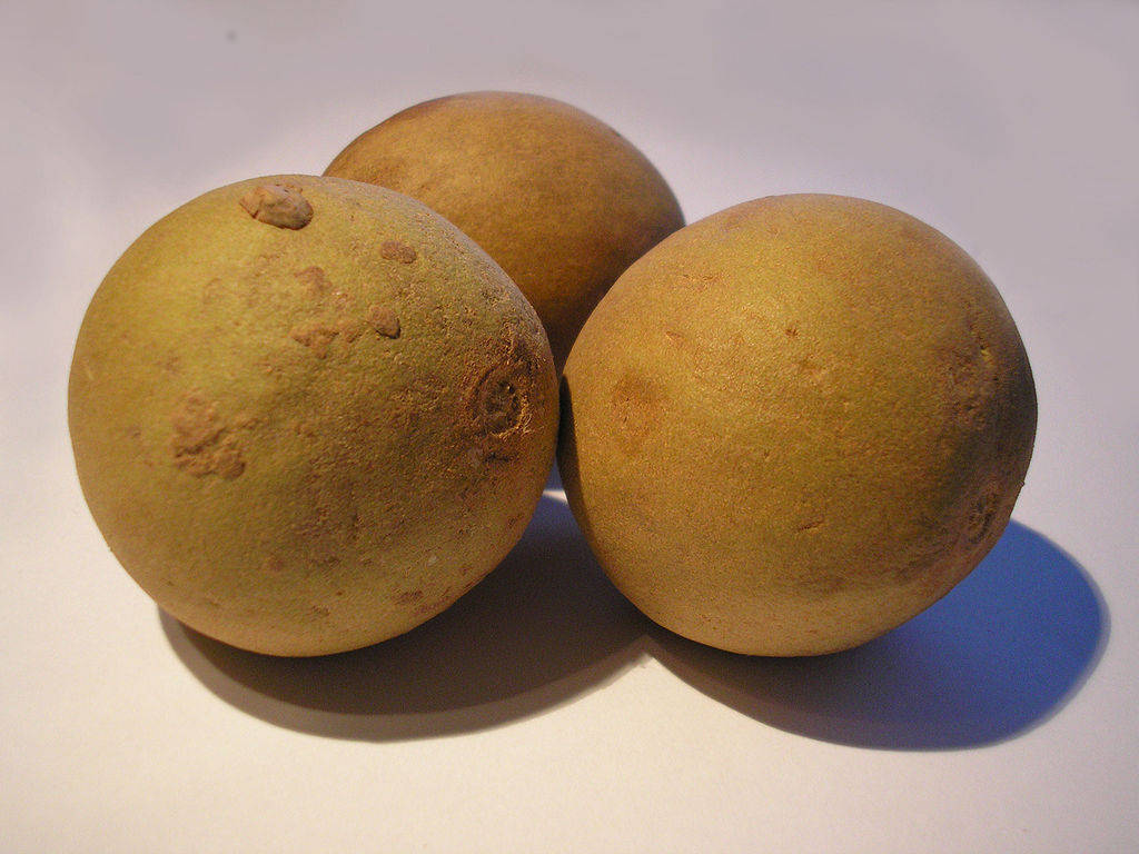 1024px-Chikoo 1024px-Chikoo