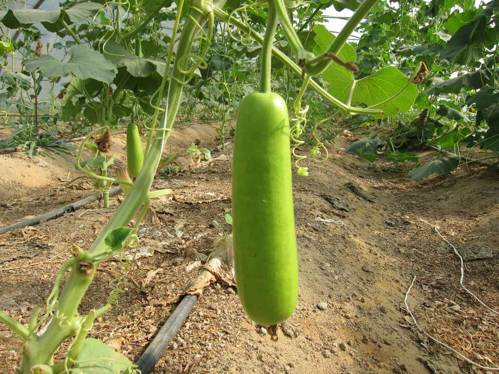 Bottle_gourd