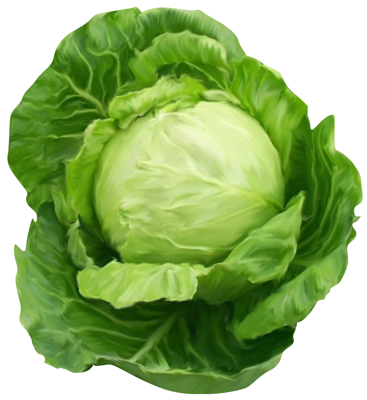 Cabbage