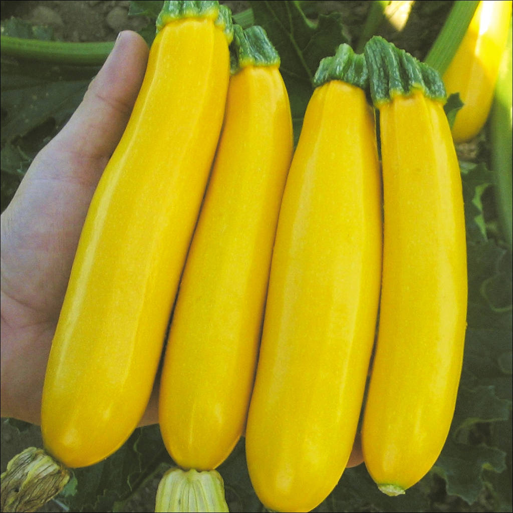 Zuchhini Yellow