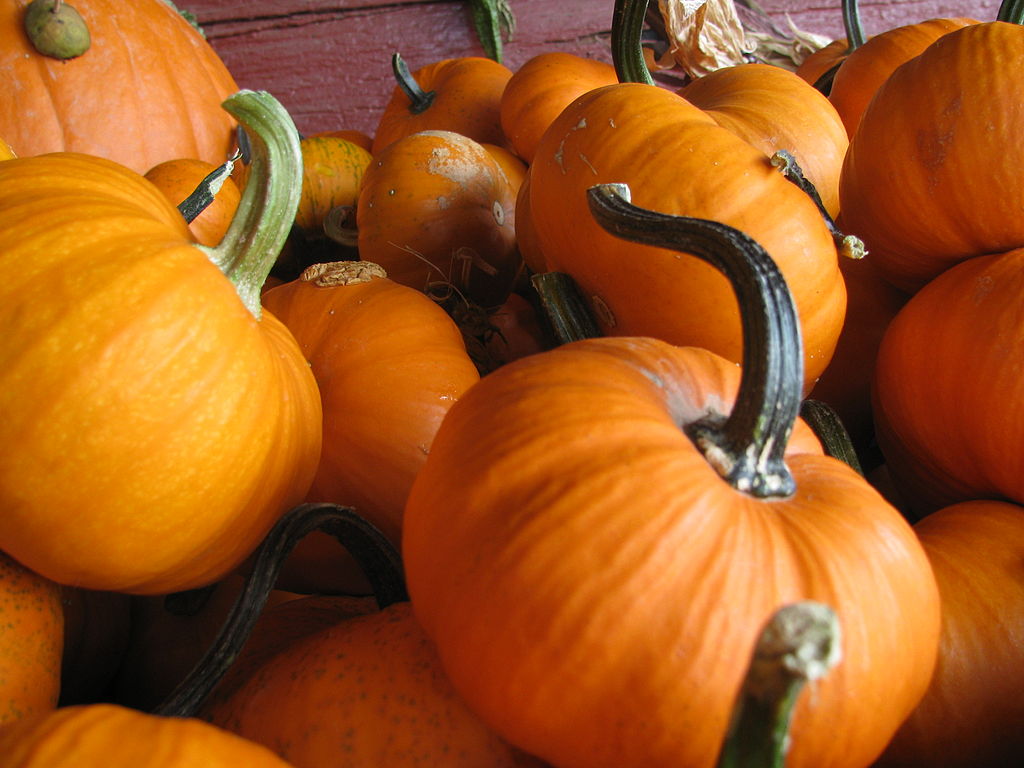 pumpkin pumpkin