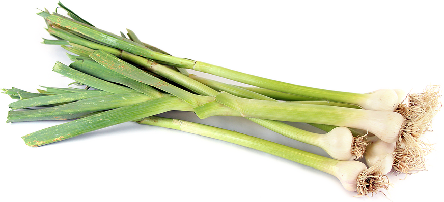 Fresh Garlic
